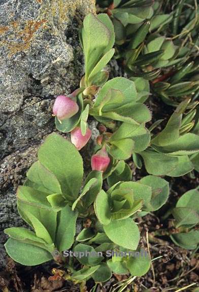 vaccinium cespitosum 1 graphci